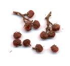 Rhus glabra: North American smooth sumac fruits